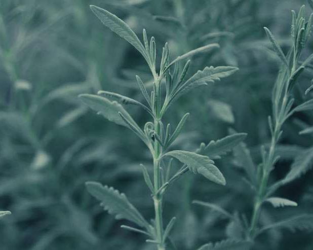 В час по чайной ложке: 10 травяных эфиров, помогающих запастись энергией на весь день